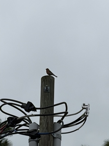 House Finch observed by syrza