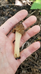 Morchella populiphila