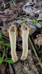 Morchella populiphila