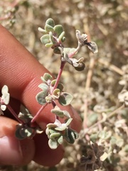 Tidestromia suffruticosa