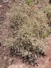 Tidestromia suffruticosa