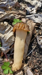 Morchella populiphila