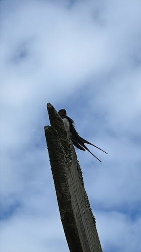 Rauchschwalbe observed by patrickm04