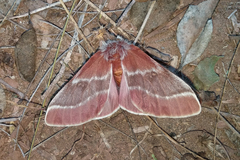 Hemileuca sororia