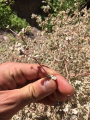 Tidestromia suffruticosa