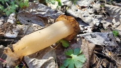 Morchella populiphila