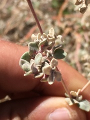 Tidestromia suffruticosa