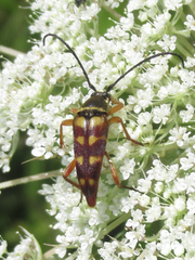 Typocerus velutinus