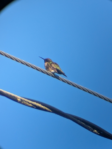 Ruby-throated Hummingbird observed by wardean27