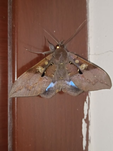 Ischyja manlia