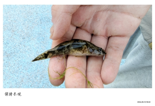 Odontobutis potamophilus