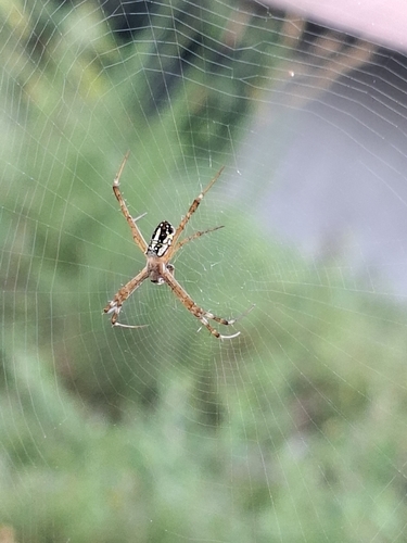 Argiope dang