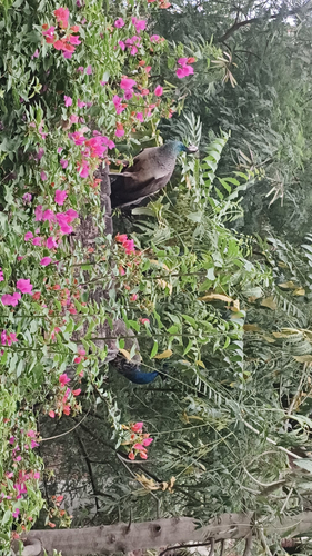 Indian Peafowl