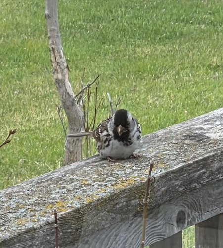 Harris's Sparrow