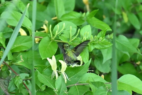 Ruby-throated Hummingbird observed by ict_brick