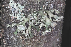 Ramalina inflata