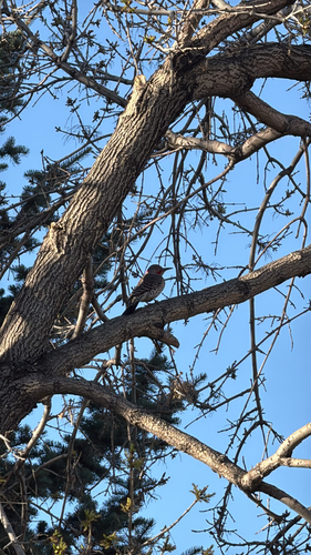 Northern Flicker observed by mhyrcza
