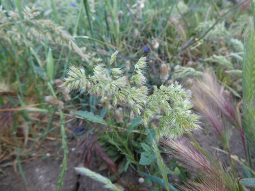 Trisetaria panicea observed 2026-05-12
