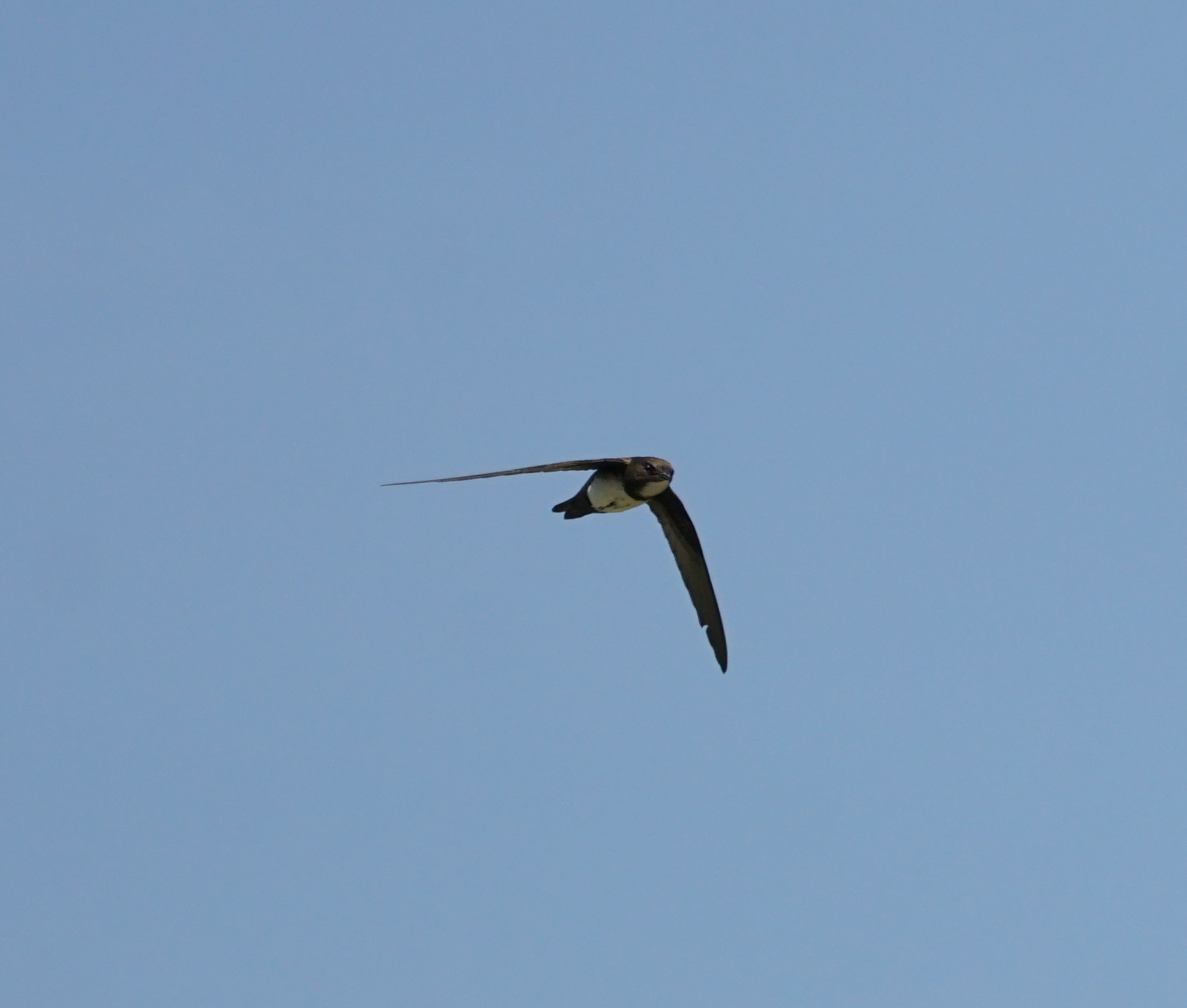 Alpine Swift (Tachymarptis melba), photo 3