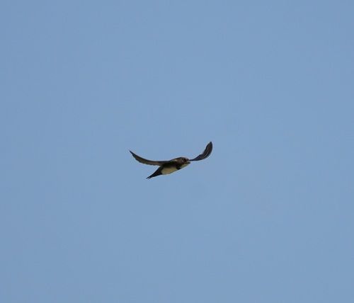 Alpine Swift (Tachymarptis melba), photo 4