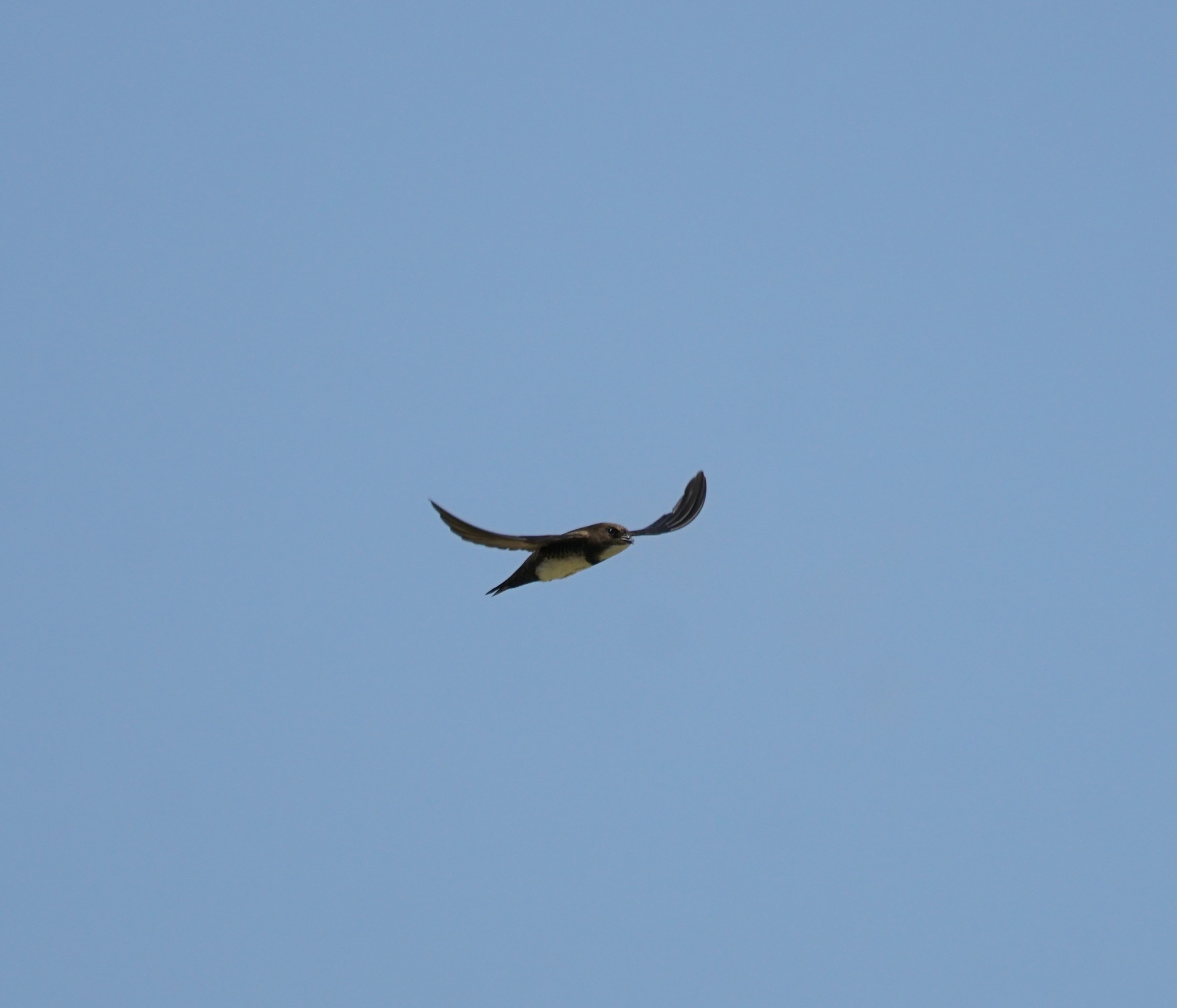 Alpine Swift (Tachymarptis melba), photo 4