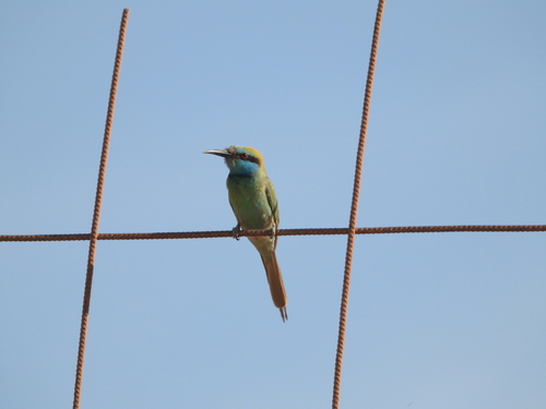 Arabian Green Bee-eater