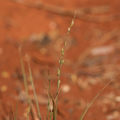 Setaria constricta