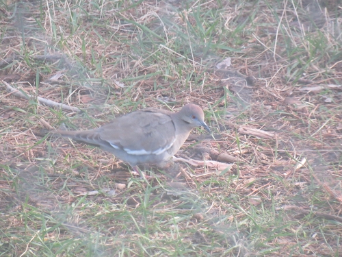 White-winged Dove observed by madimagpie