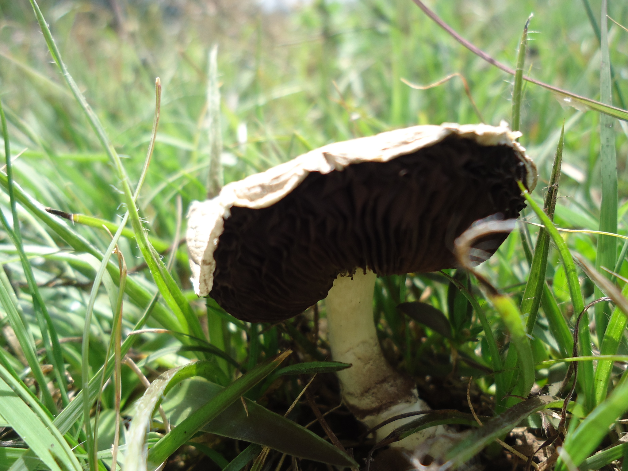 Agaricus bisporus image