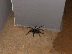 Cyrtopholis portoricae