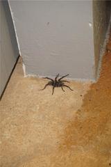 Cyrtopholis portoricae