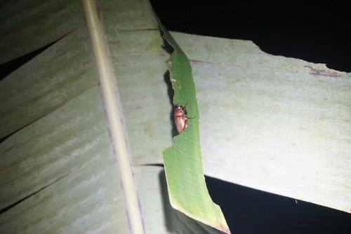 Phyllophaga plaei
