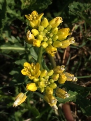 Rorippa sinuata