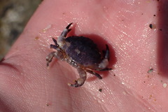 Cycloxanthops novemdentatus