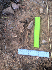 Odocoileus virginianus carminis