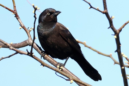Common Grackle observed by jsahepburn