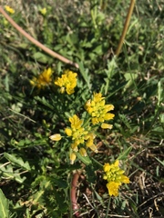 Rorippa sinuata
