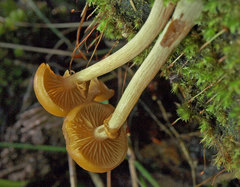 Galerina patagonica