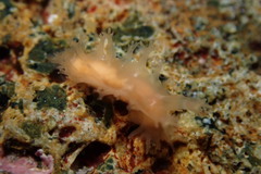 Tritonicula myrakeenae