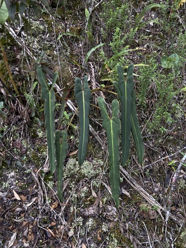 Philodendron spiritus-sancti, photograph 3