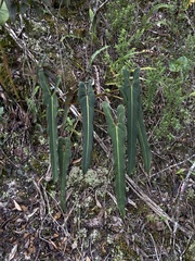 (c) Alexandre Magno, some rights reserved (CC BY) Philodendron spiritus-sancti, photograph (c) Alexandre Magno, some rights reserved (CC BY)