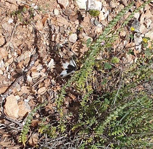 Libelloides lacteus