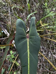 (c) Alexandre Magno, some rights reserved (CC BY) Philodendron spiritus-sancti, photograph (c) Alexandre Magno, some rights reserved (CC BY)