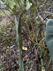 Philodendron spiritus-sancti, photograph (c) Alexandre Magno, some rights reserved (CC BY)