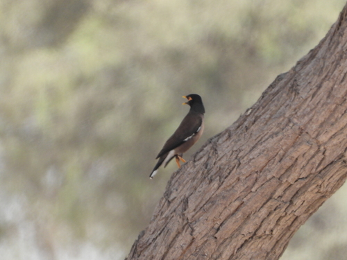 Common Myna
