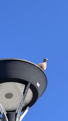 Mourning Dove observed by ashliepoland