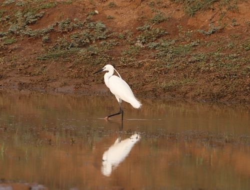 Little Egret