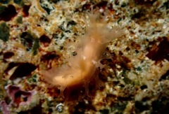 Tritonicula myrakeenae