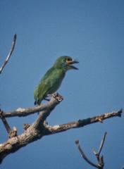 Psilopogon rubricapillus