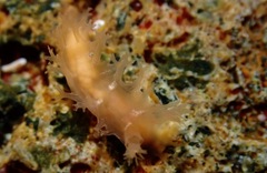 Tritonicula myrakeenae